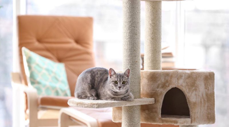 Признаки хорошей мебели для кошек